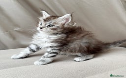 Maine Coon cats for sale: Maine coon girl - Image 6