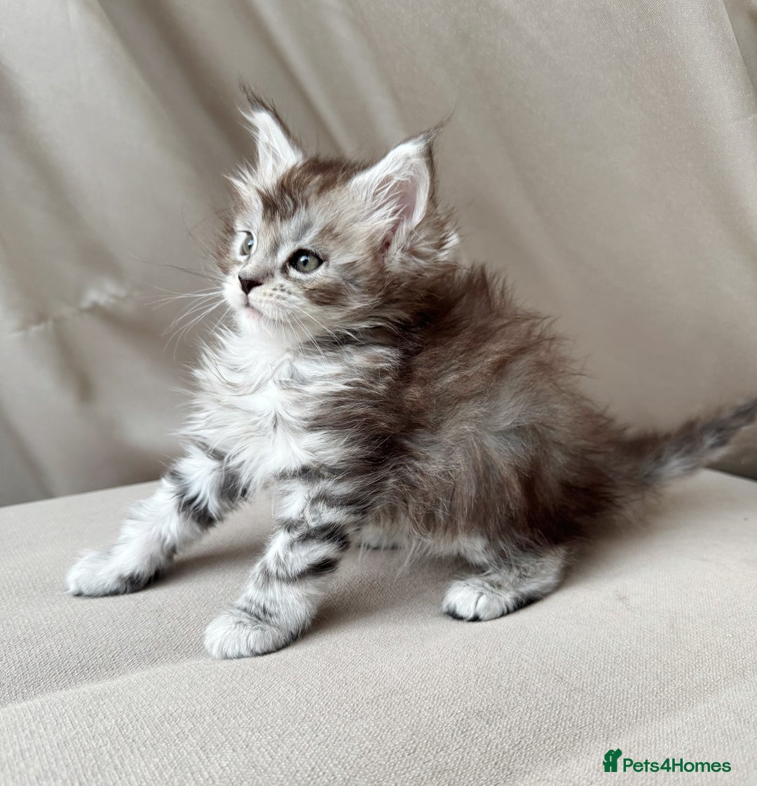 Maine Coon cats for sale: Maine coon girl - Image 6