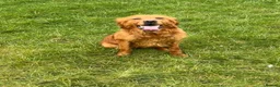 Golden Retriever dogs for sale: READY TO LEAVE 4 girls Golden retriever puppies - Advert 34