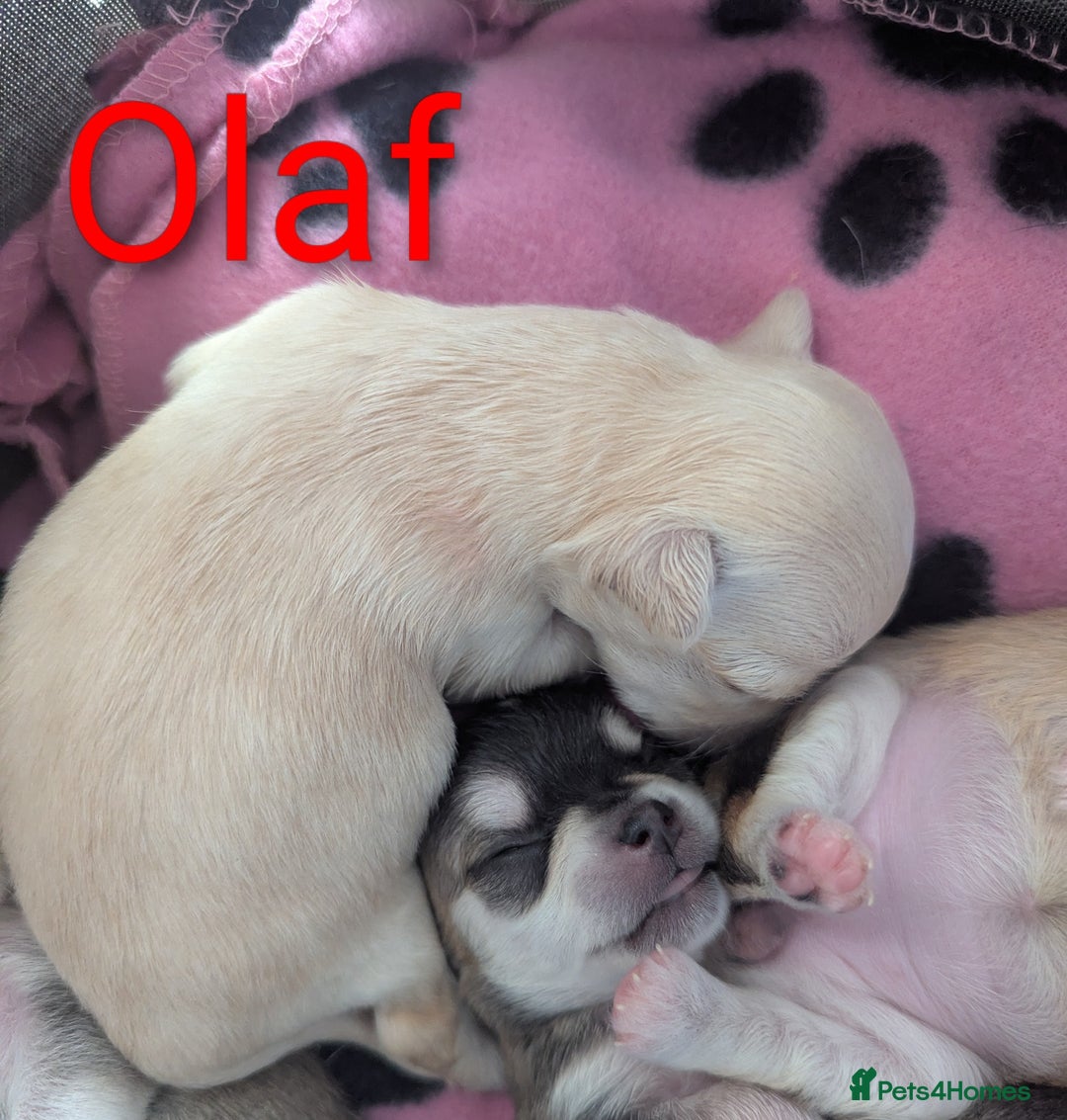 Chihuahua dogs for sale: Beautiful Chihuahua puppies  - Image 5