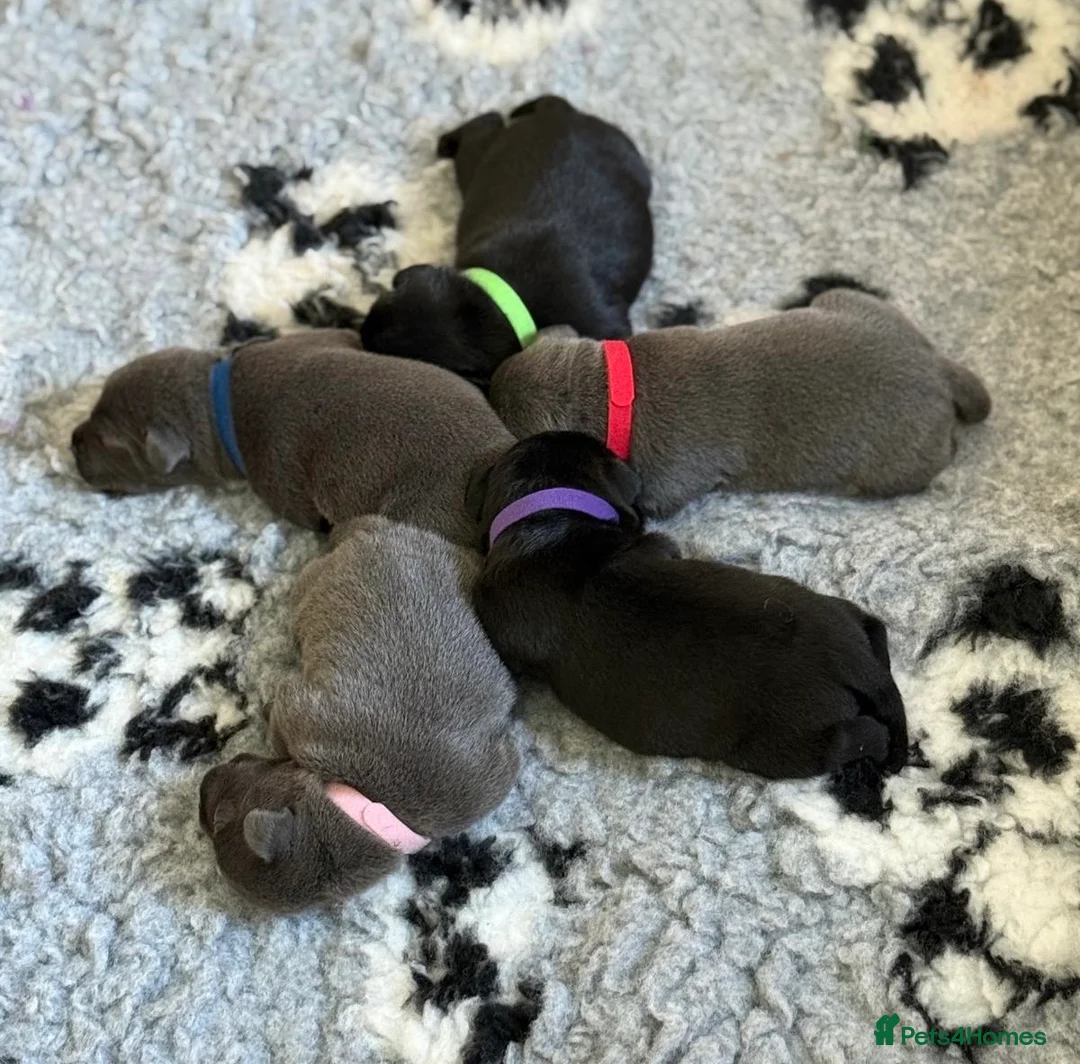 Staffordshire Bull Terrier dogs for sale: Scuba_staffies waiting list open. Valglo x bronson - Advert 8