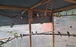 Budgerigars birds for sale: Silly hand tamed baby budgies for sale  - Image 8