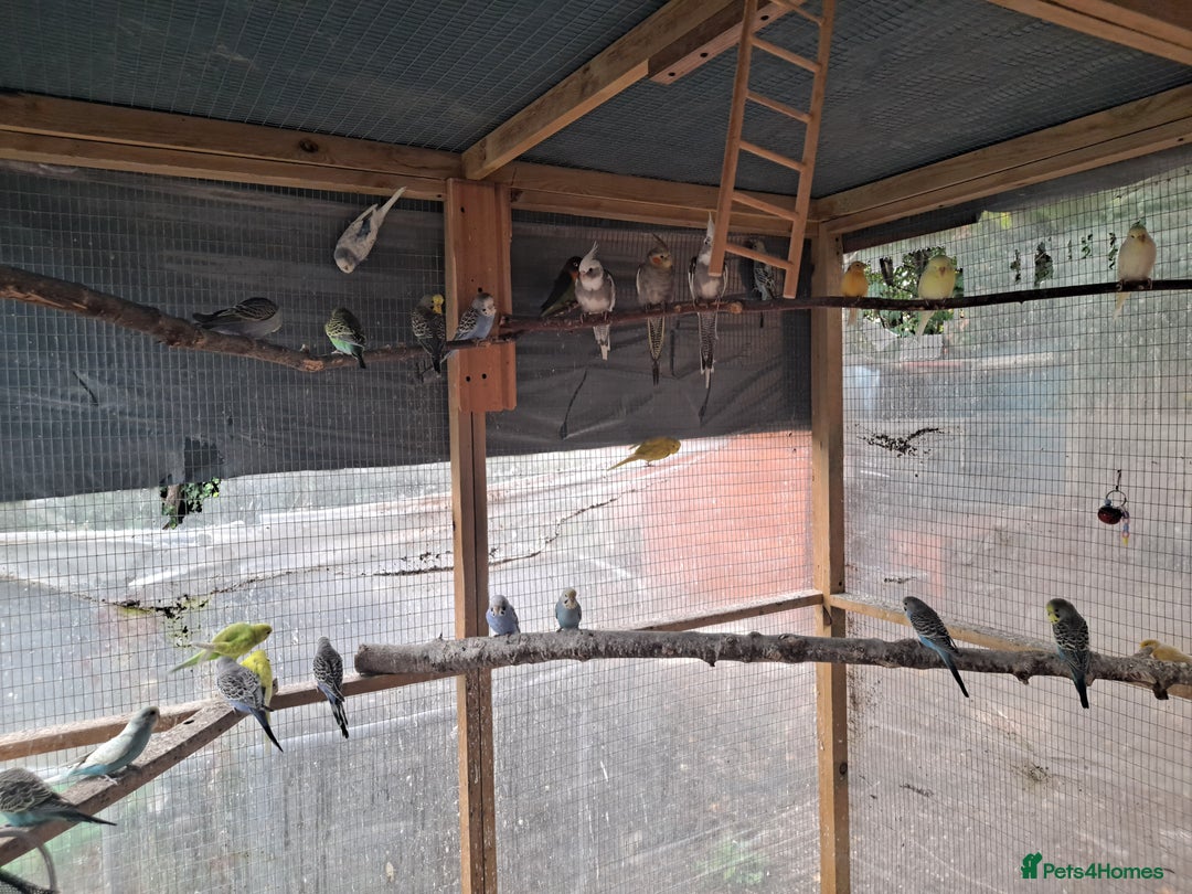 Budgerigars birds for sale: Silly hand tamed baby budgies for sale  - Image 8