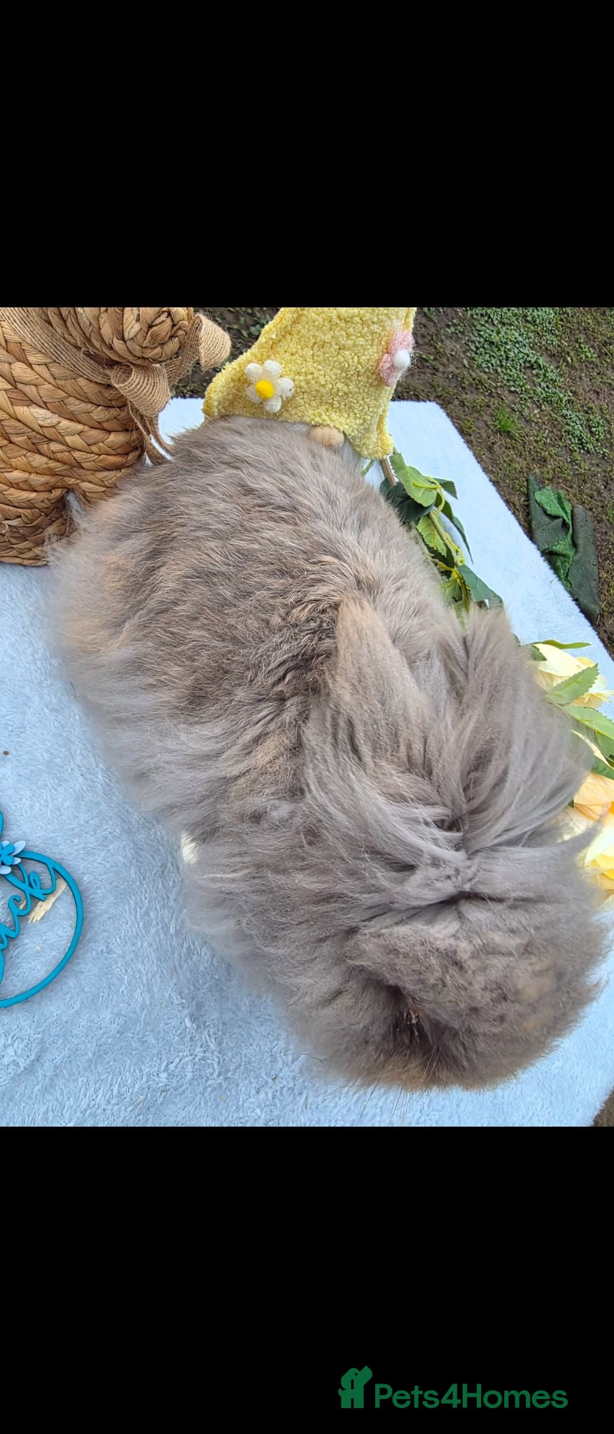 Lionhead rabbits Double mained lionhead buck - Advert 2