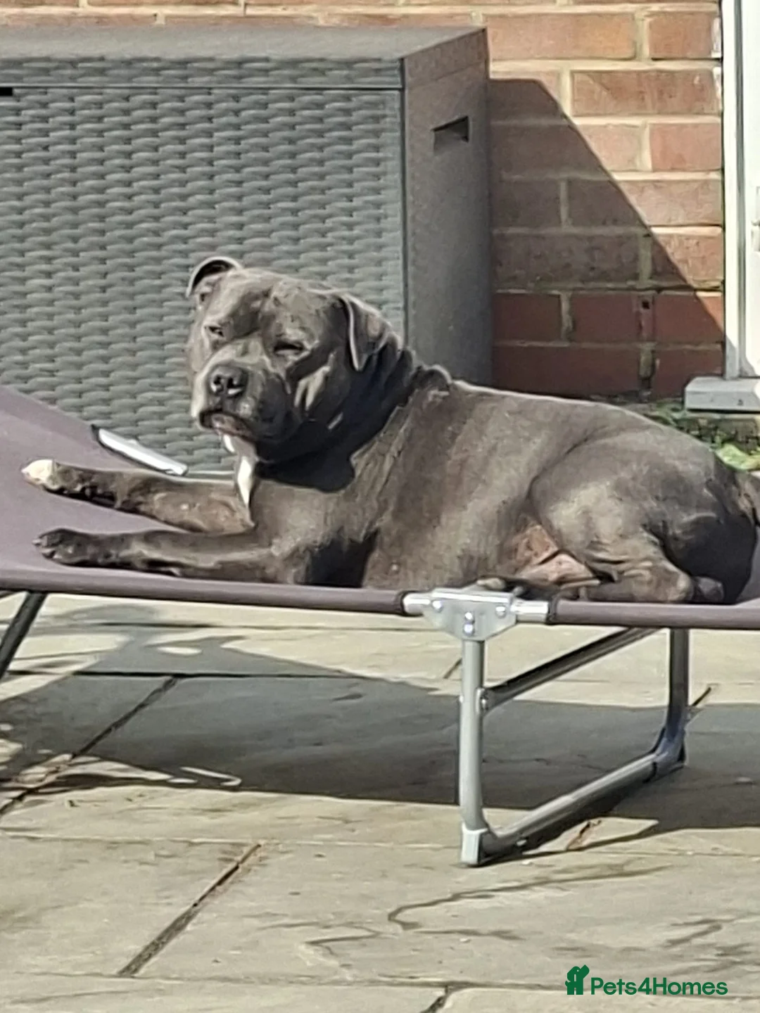 Staffordshire Bull Terrier dogs for sale: KC Registered Staffordshire Bull Terrier in South Ockendon - Advert 2