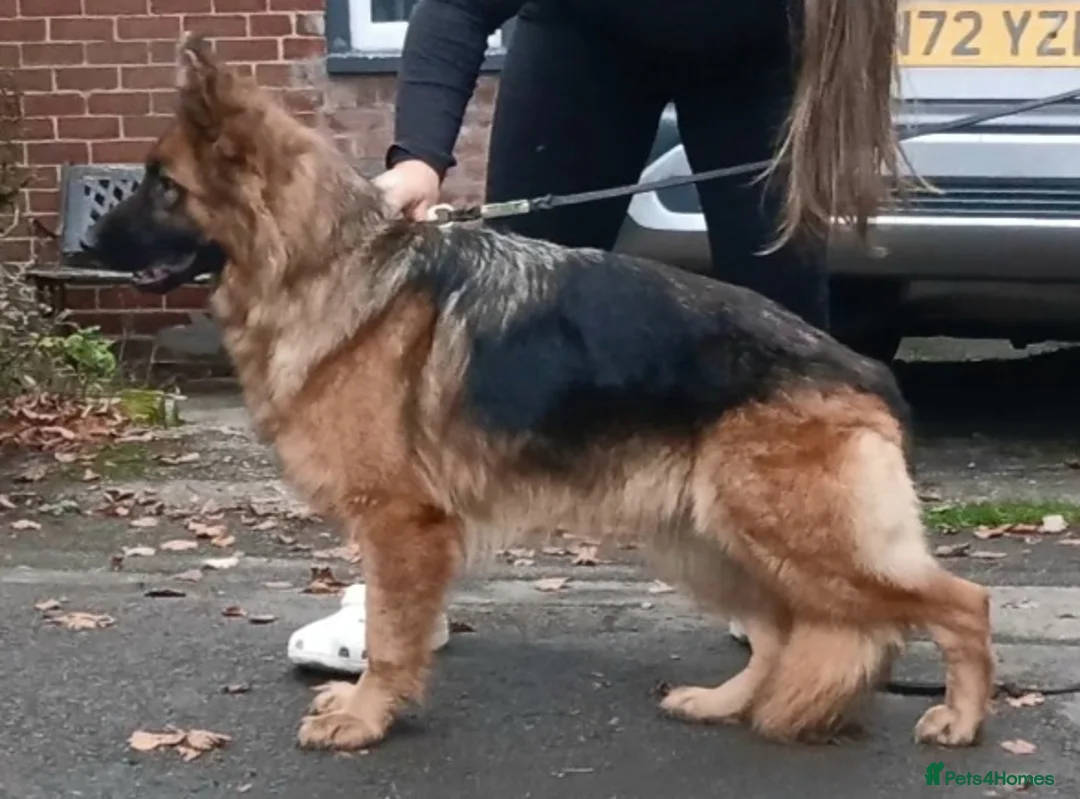 German Shepherd dogs for sale: OUTSTANDING long coat female puppy READY NOW - Advert 10