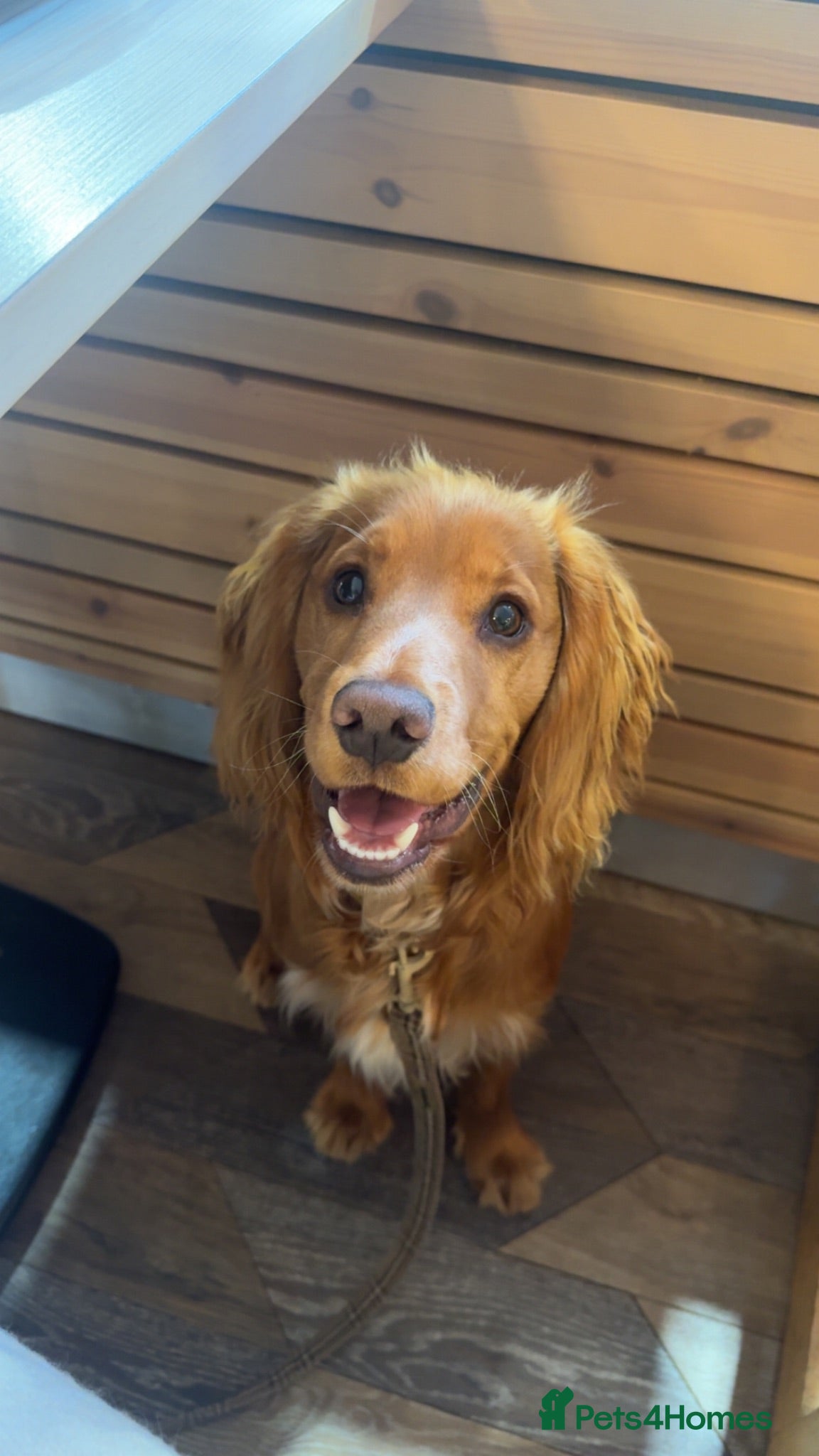 Cocker Spaniel dogs 1 year old working cocker spaniel  - Advert 2