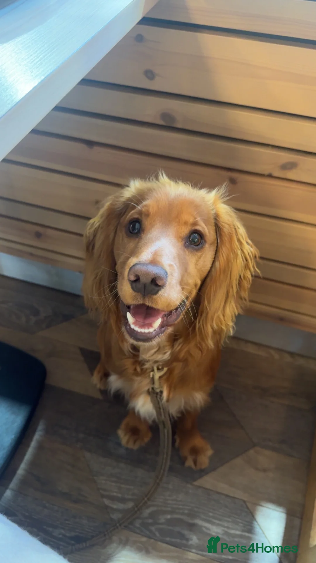 Cocker Spaniel dogs for sale: 1 year old working cocker spaniel  in Dalkeith - Advert 1