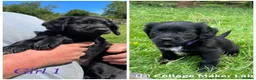 Cockerdor dogs for sale: ****GORGEOUS COCKERDOR PUPPIES**** in Tiverton - Advert 4