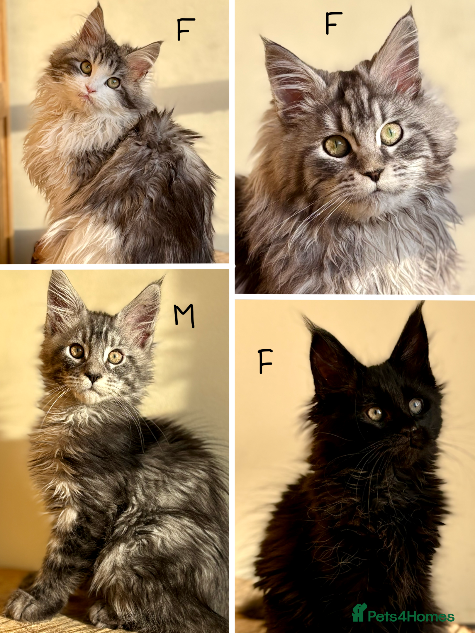 Maine Coon cats Beautiful Maine coon kittens - Advert 4