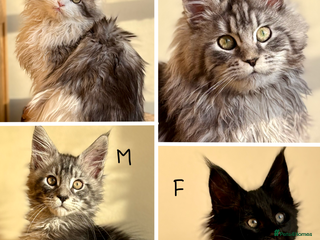Maine Coon cats Beautiful Maine coon kittens - Advert 4