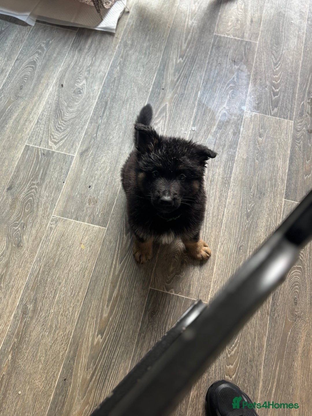 German Shepherd dogs for sale: German shepherd puppy reduced!  - Image 2