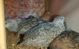 Quail poultry for sale: Mixed Japanese Courtnix Quails - Image 5