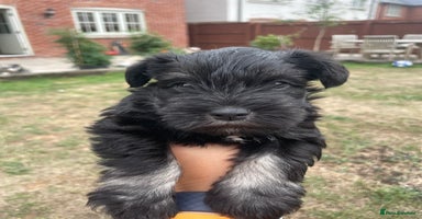 Miniature Schnauzer dogs - Advert 8