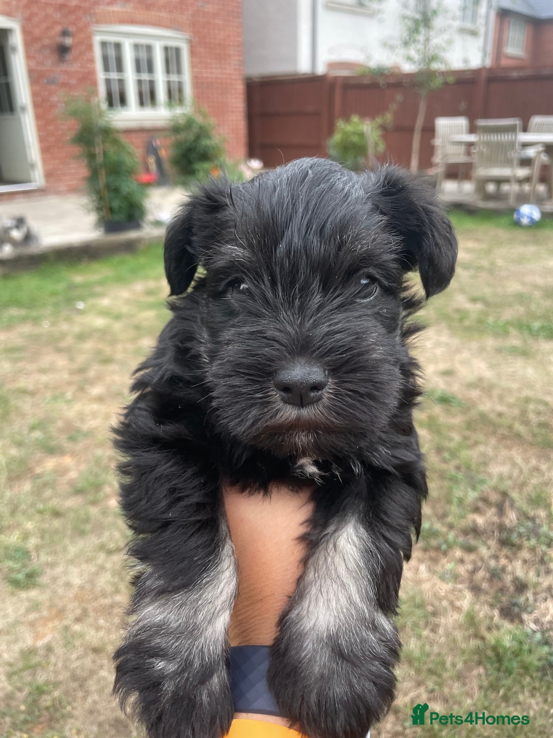Miniature Schnauzer dogs for sale: KC reg Beautiful miniature Schnauzer puppies  - Image 3