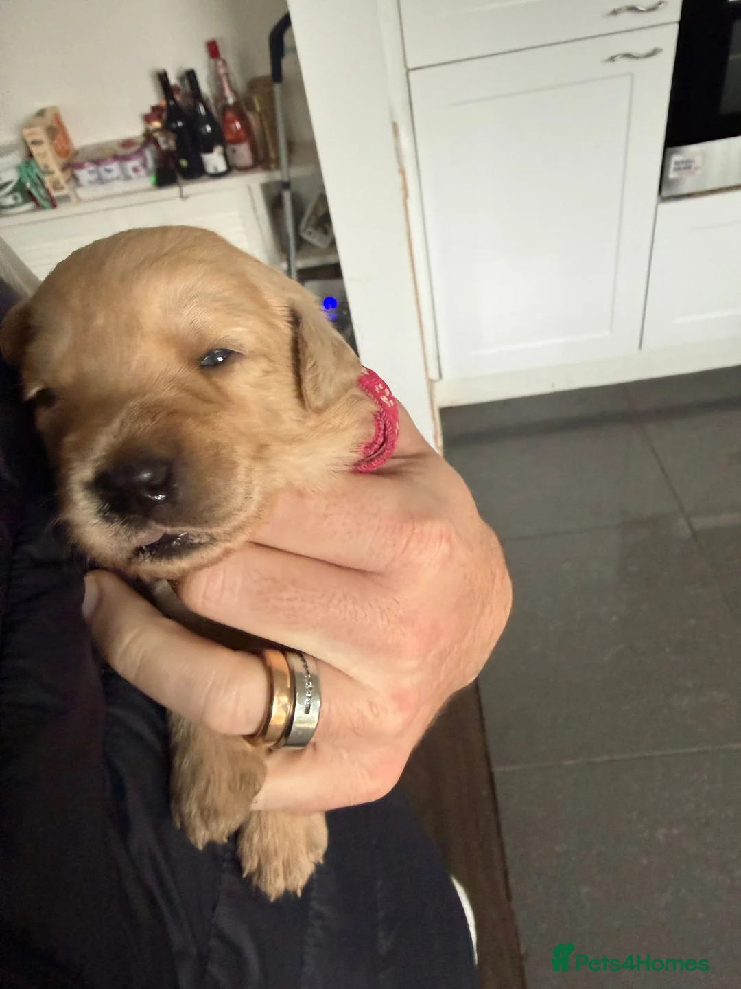 Labradoodle dogs for sale: Labrodoodle Puppies - Advert 16