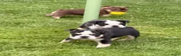 French Bulldog dogs for sale: French bulldog  - Advert 15