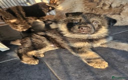 German Shepherd dogs for sale: 2 male german shepherd puppies - Image 3