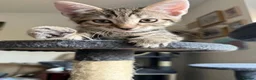 Mixed Breed cats for sale: Beautiful kittens ready for new homes - Advert 22