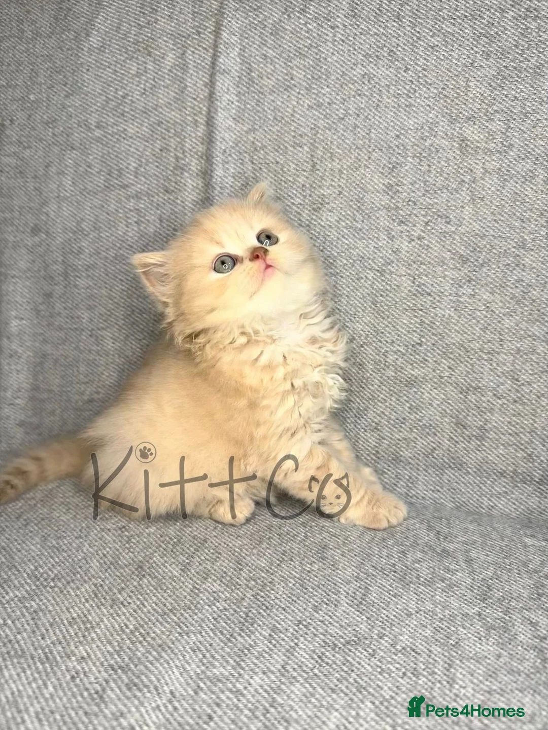 British Shorthair cats for sale: Unique Pedigree Kittens - Advert 9