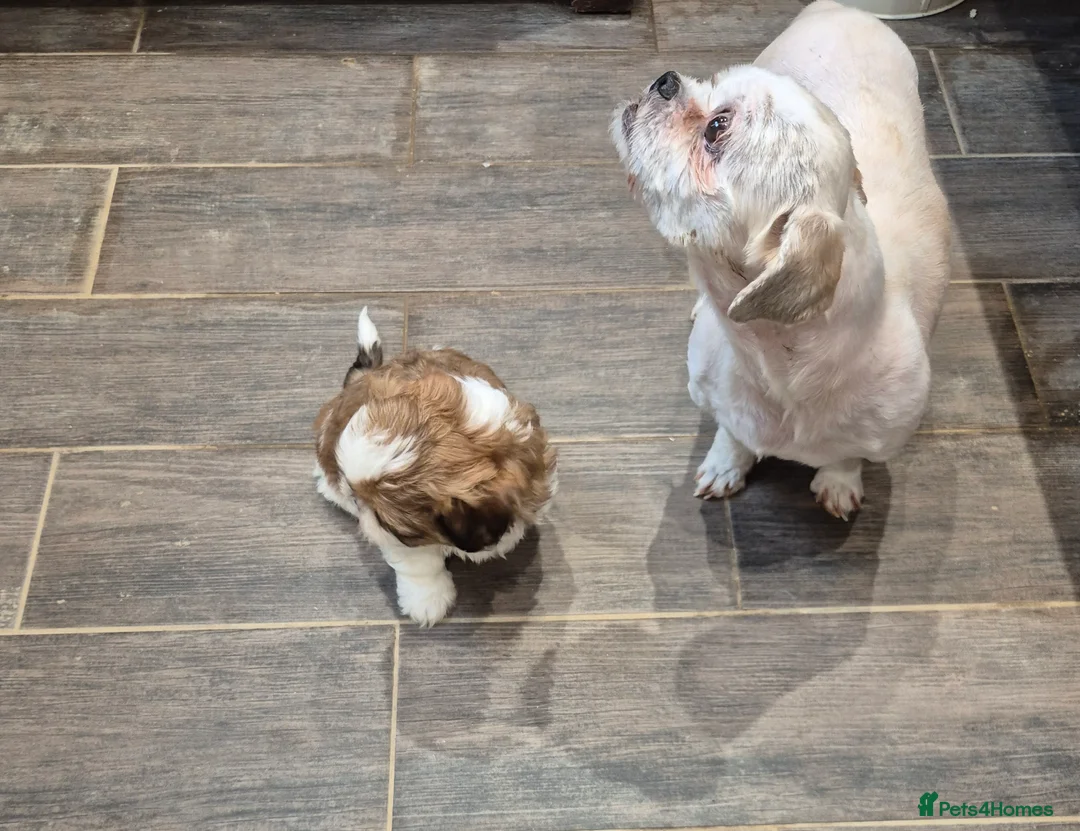 Shih Tzu dogs for sale: Exceptional Shih Tzu Puppies – 5⭐ Licensed Breeder - Advert 2