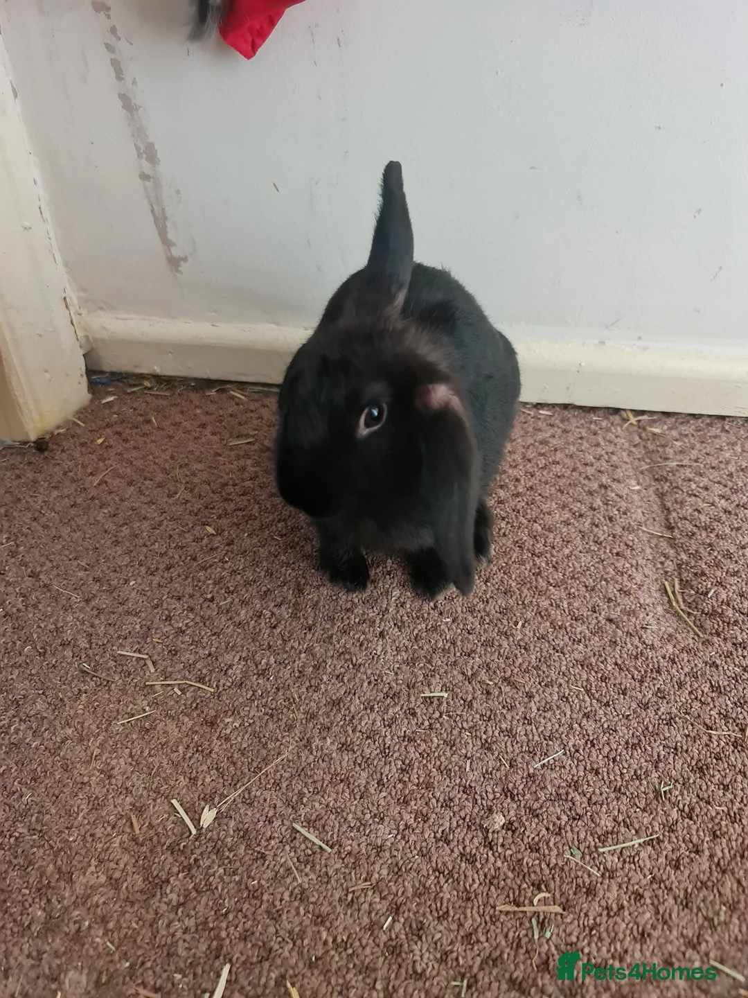 Mixed Breed rabbits for sale: 1 Male Rabbit Kit. Fully Vaccinated.  - Advert 1