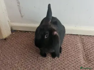 Mixed Breed rabbits 1 Male Rabbit Kit. Fully Vaccinated. - Advert 3