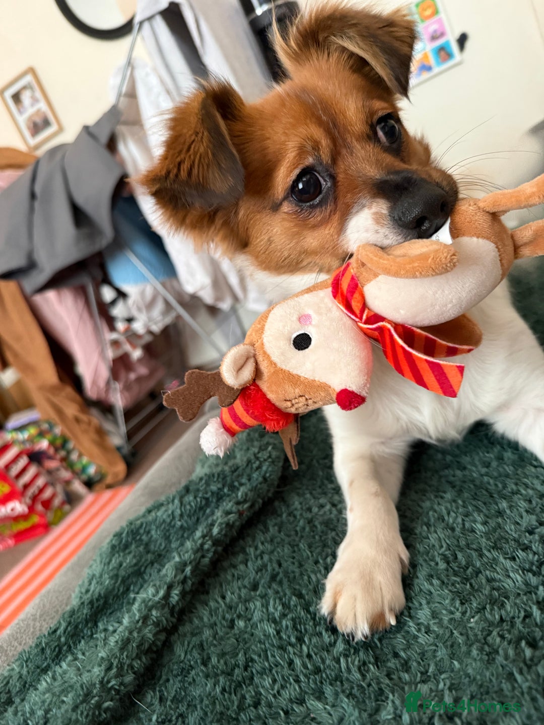 Mixed Breed dogs for sale: Pip - gorgeous 15 month old Pom Jack - Advert 2