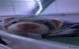 Ferret rodents for sale: 2 boy ferrets  - Image 2