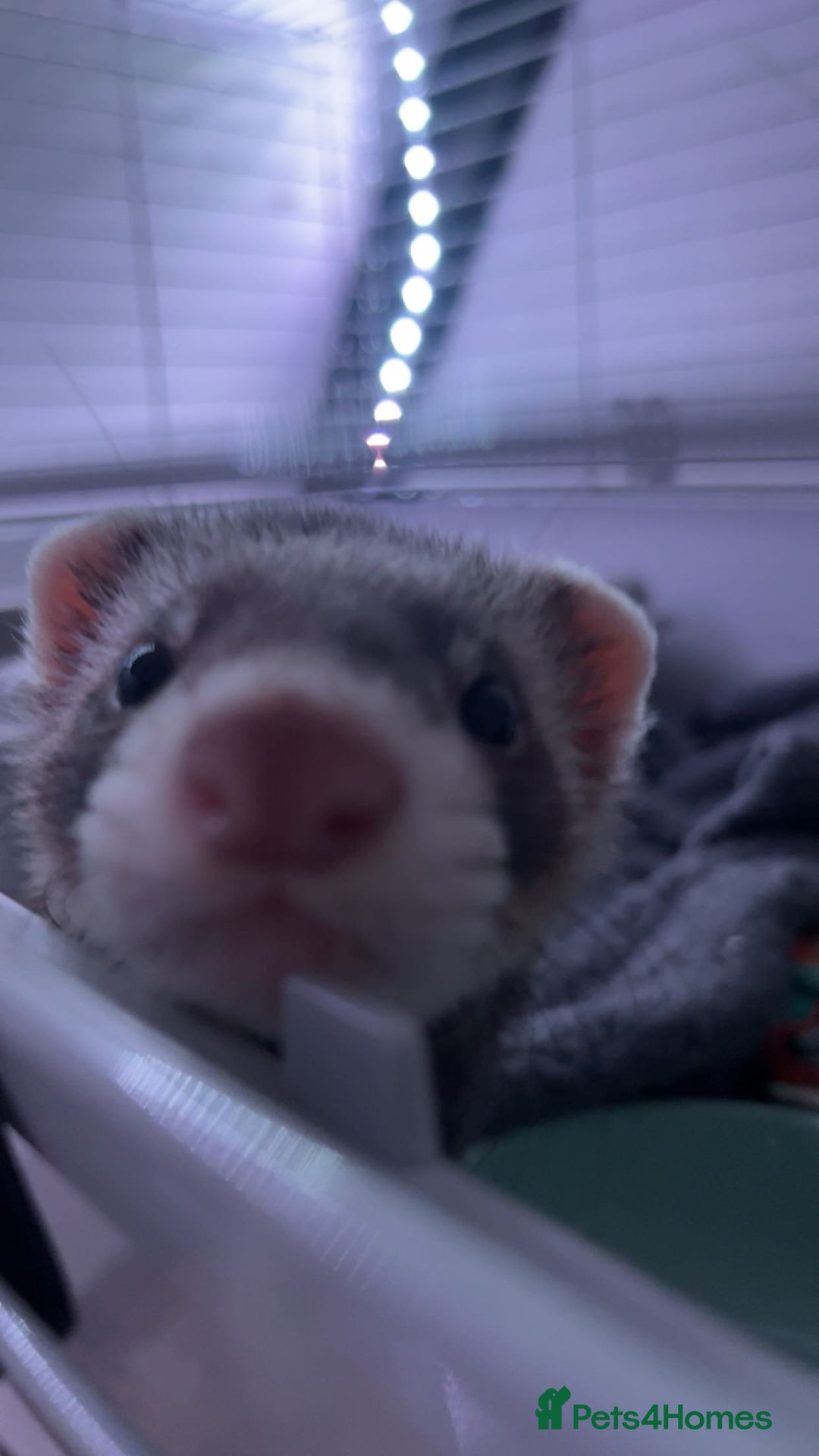 Ferret rodents for sale: 2 boy ferrets  - Image 2
