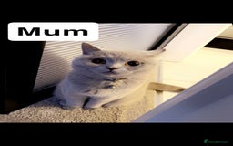 British Shorthair cats for sale: Beautiful BSH Kittens - Ready to leave ASAP - Image 26