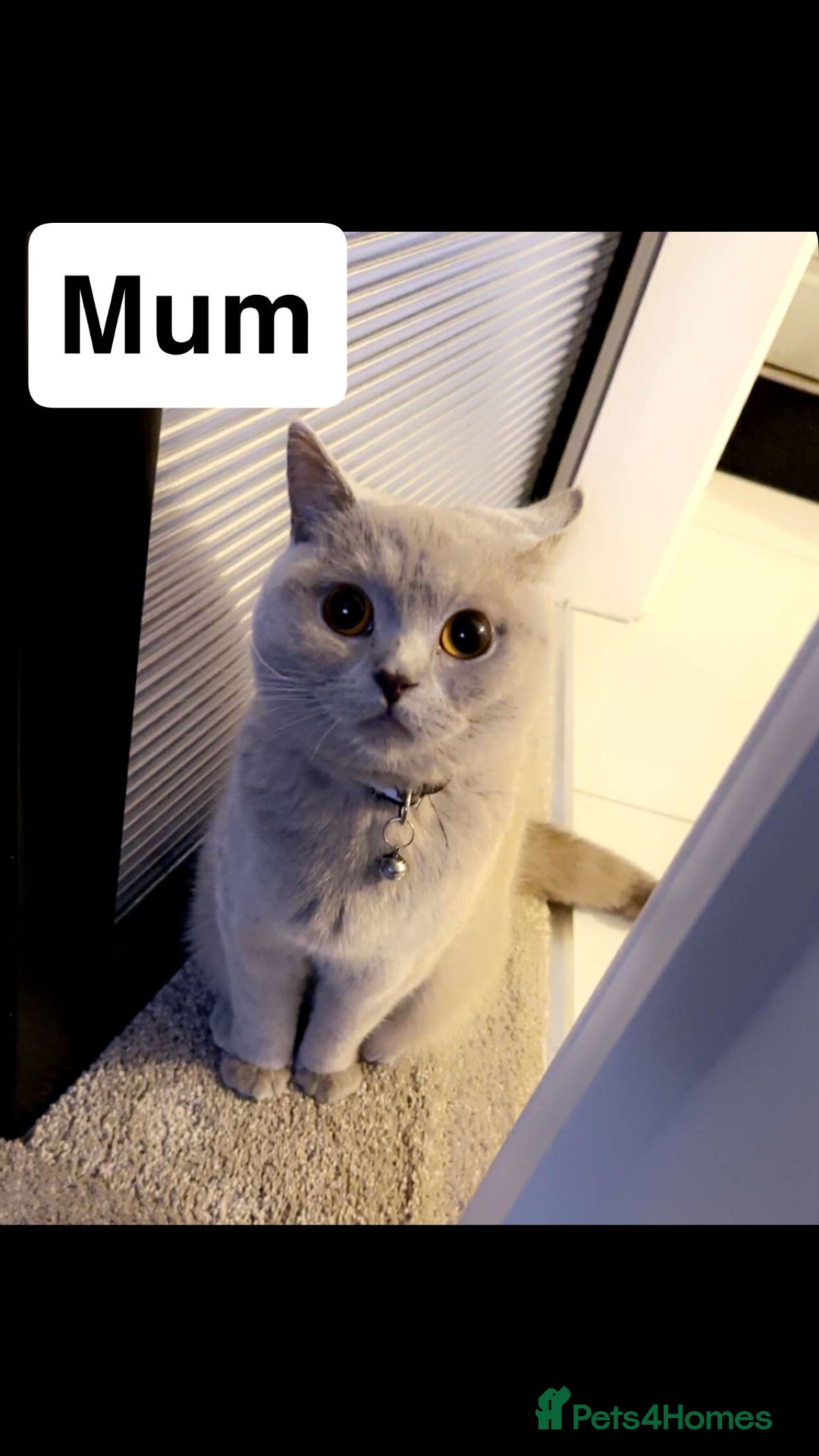 British Shorthair cats for sale: Beautiful BSH Kittens - Ready to leave ASAP - Image 26