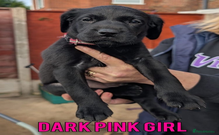 Labrador Retriever dogs - Advert 11