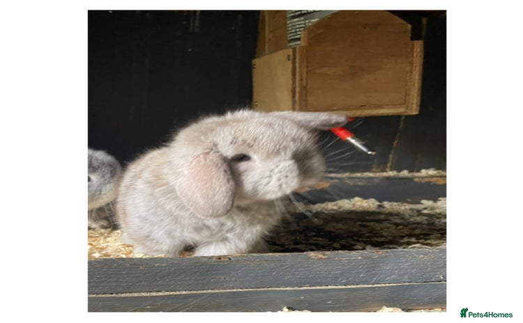 Mini Lop rabbits - Advert 6