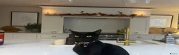 Mixed Breed cats for sale: Beautiful Girl - Advert 3