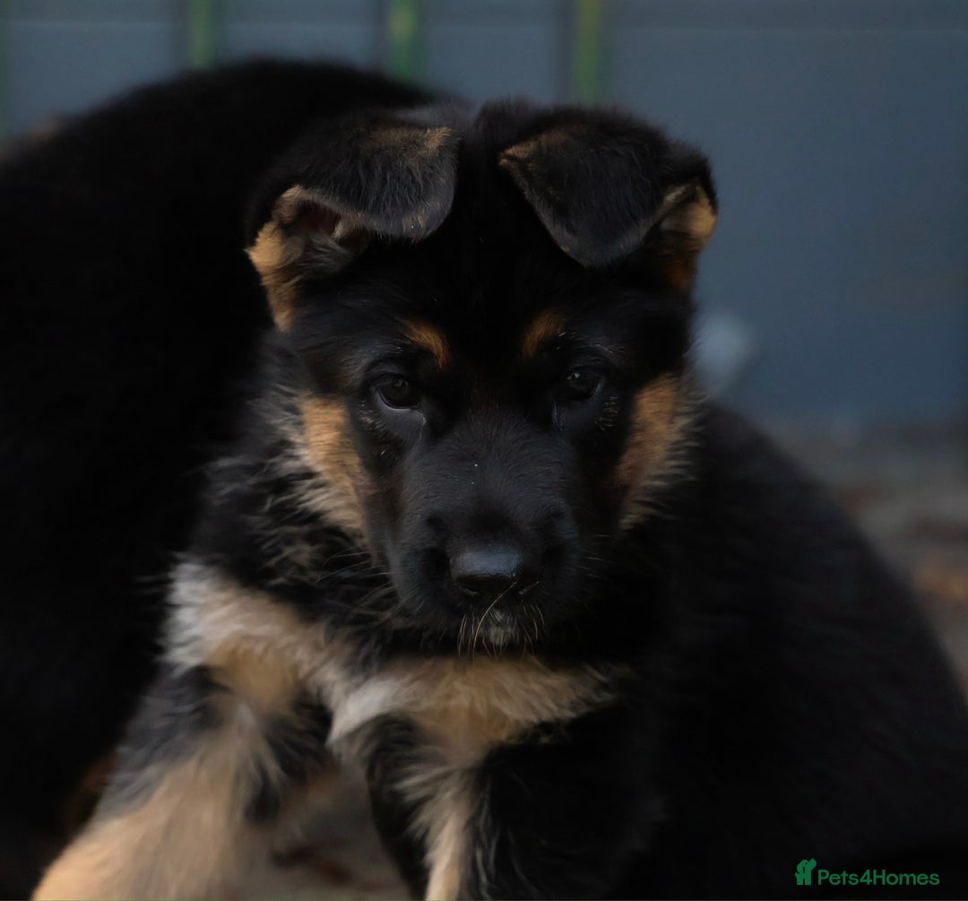 German Shepherd dogs for sale: 1 KC reg Quality Showline female puppy available  - Image 10