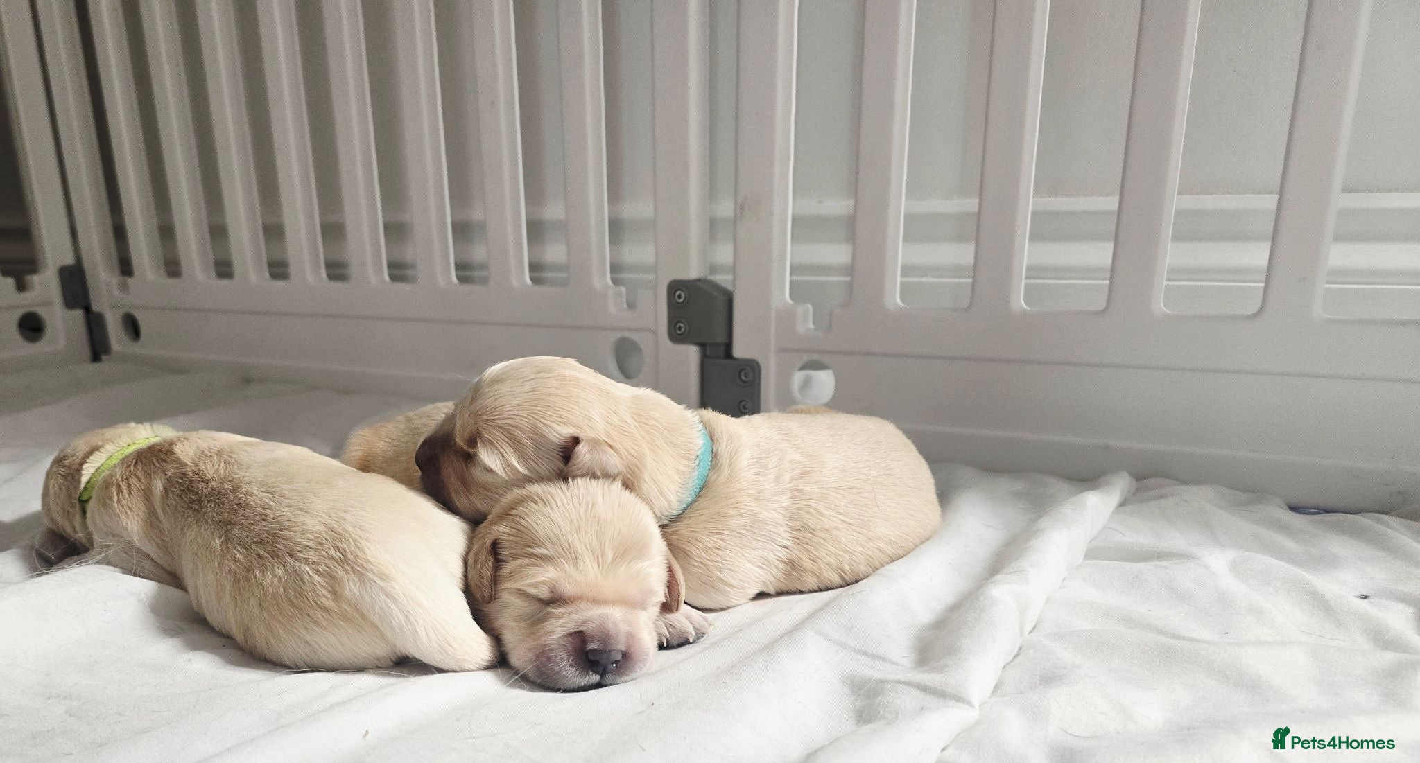 Golden Retriever dogs Golden Retreiver pups - Glasgow  - Advert 1