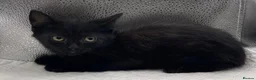 Mixed Breed cats for sale: Stunning mixture of kittens - Advert 27