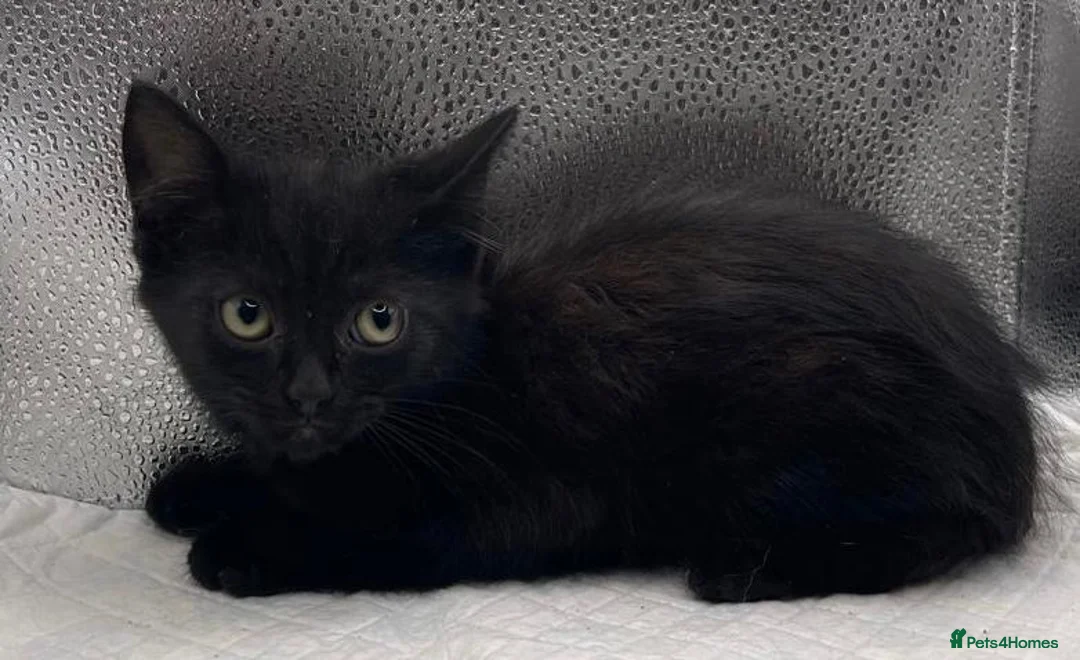 Mixed Breed cats for sale: Stunning mixture of kittens - Advert 27