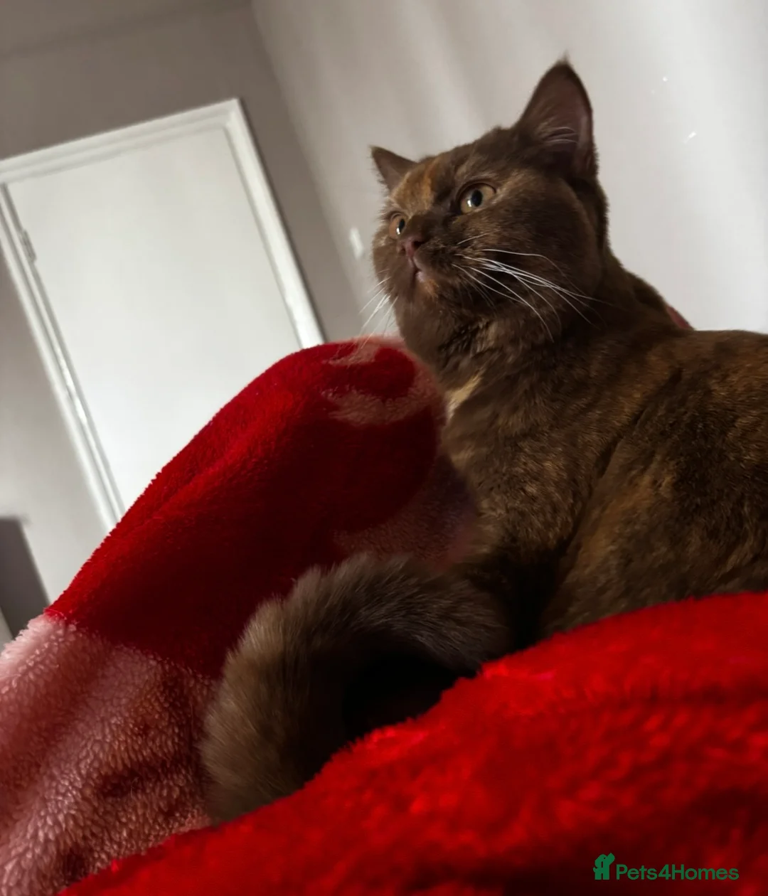 British Shorthair cats for sale: STUNNING TORTOISESHELL BRITISH SHORTHAIR  - Advert 4