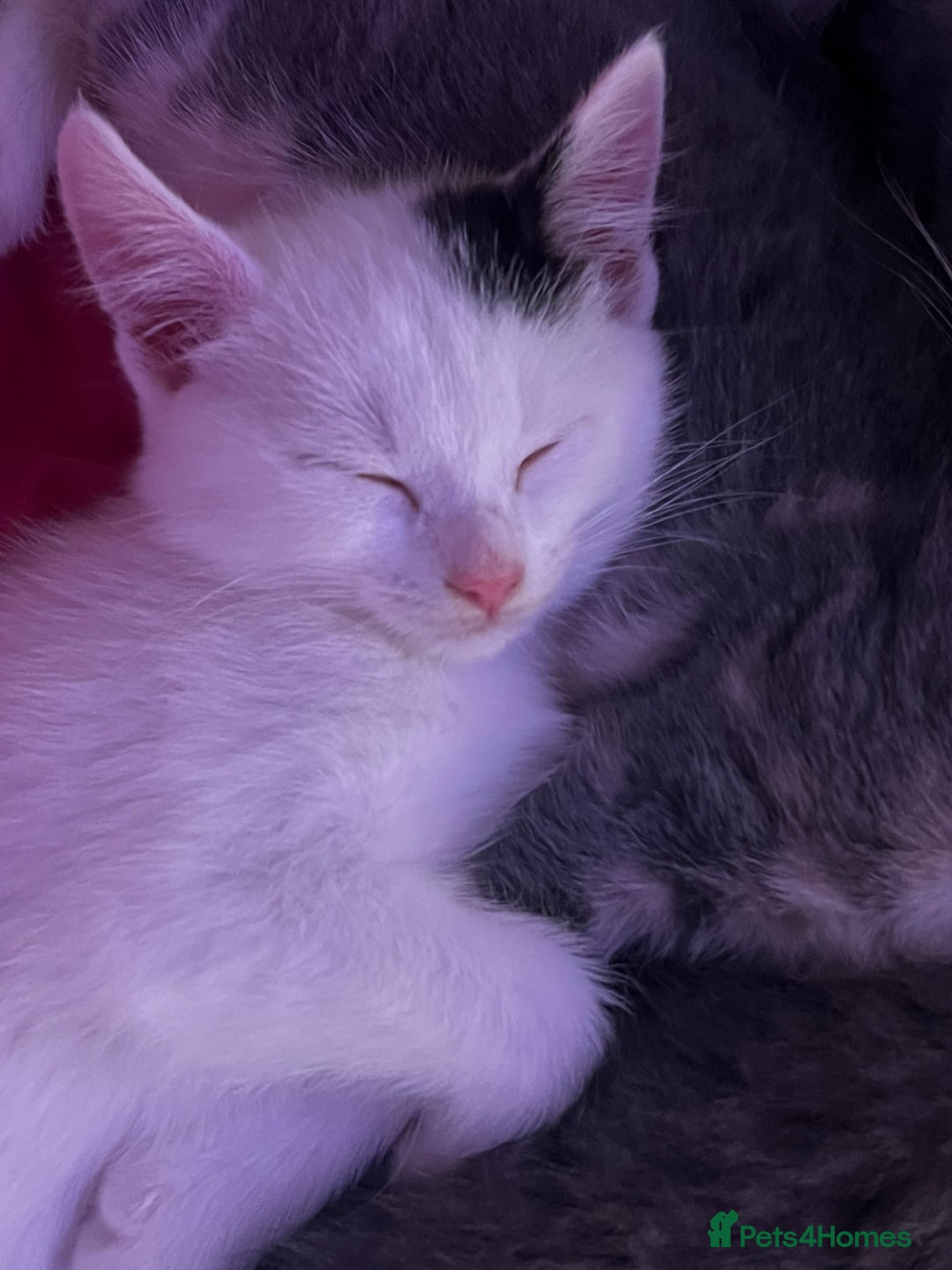 Mixed Breed cats for sale: Kittens - Advert 11