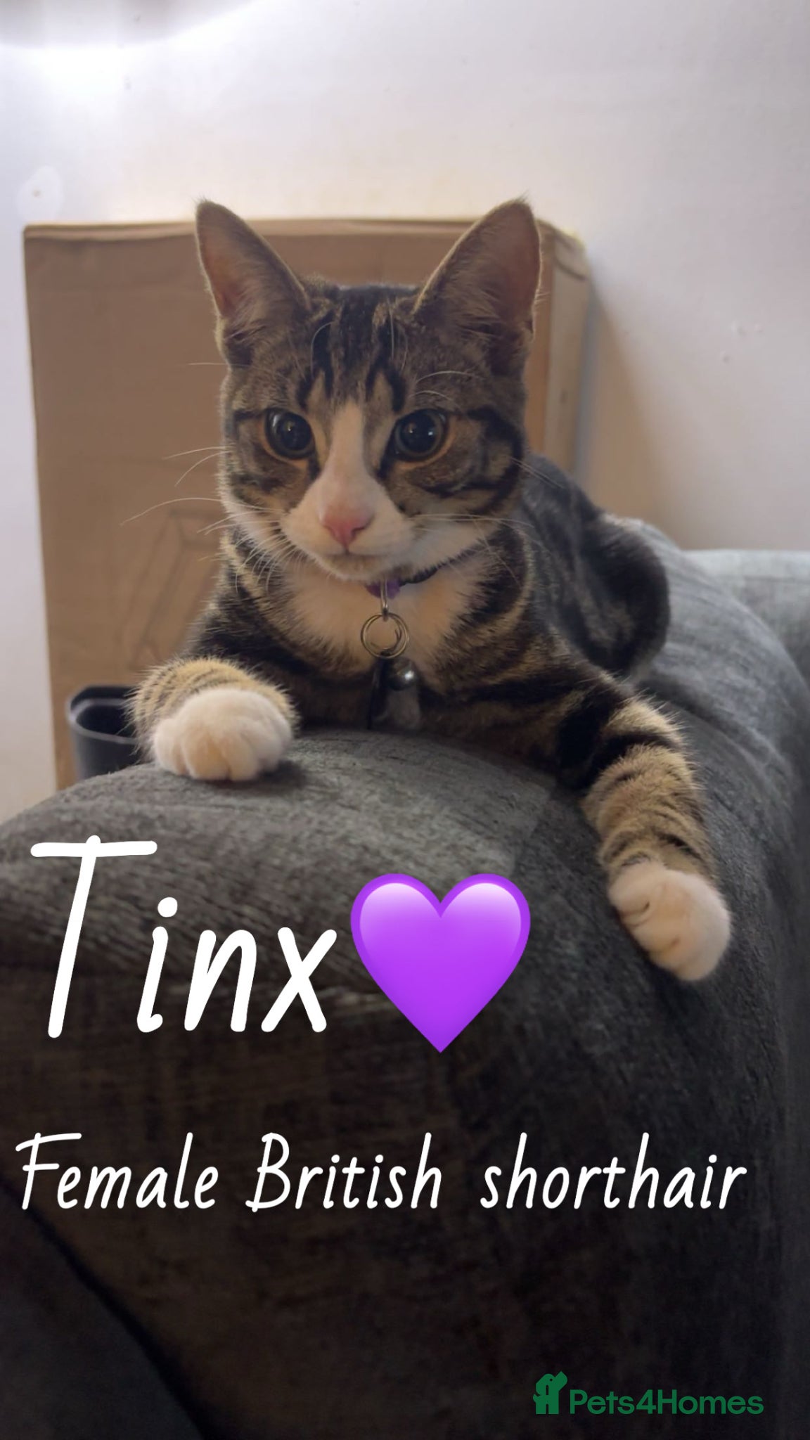 Mixed Breed cats Rehoming Kittens ASAP - Advert 7