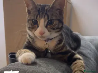 Mixed Breed cats Rehoming Kittens ASAP - Advert 7