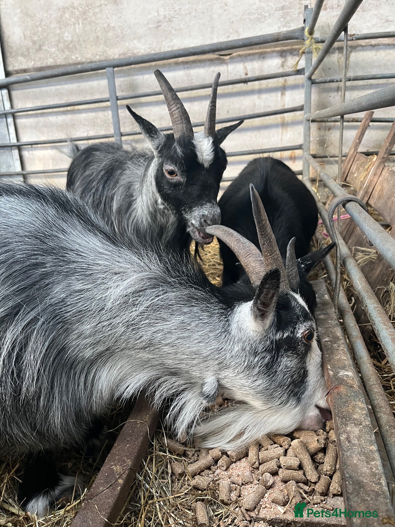 Goats livestock Female Pygmy goats - Advert 5