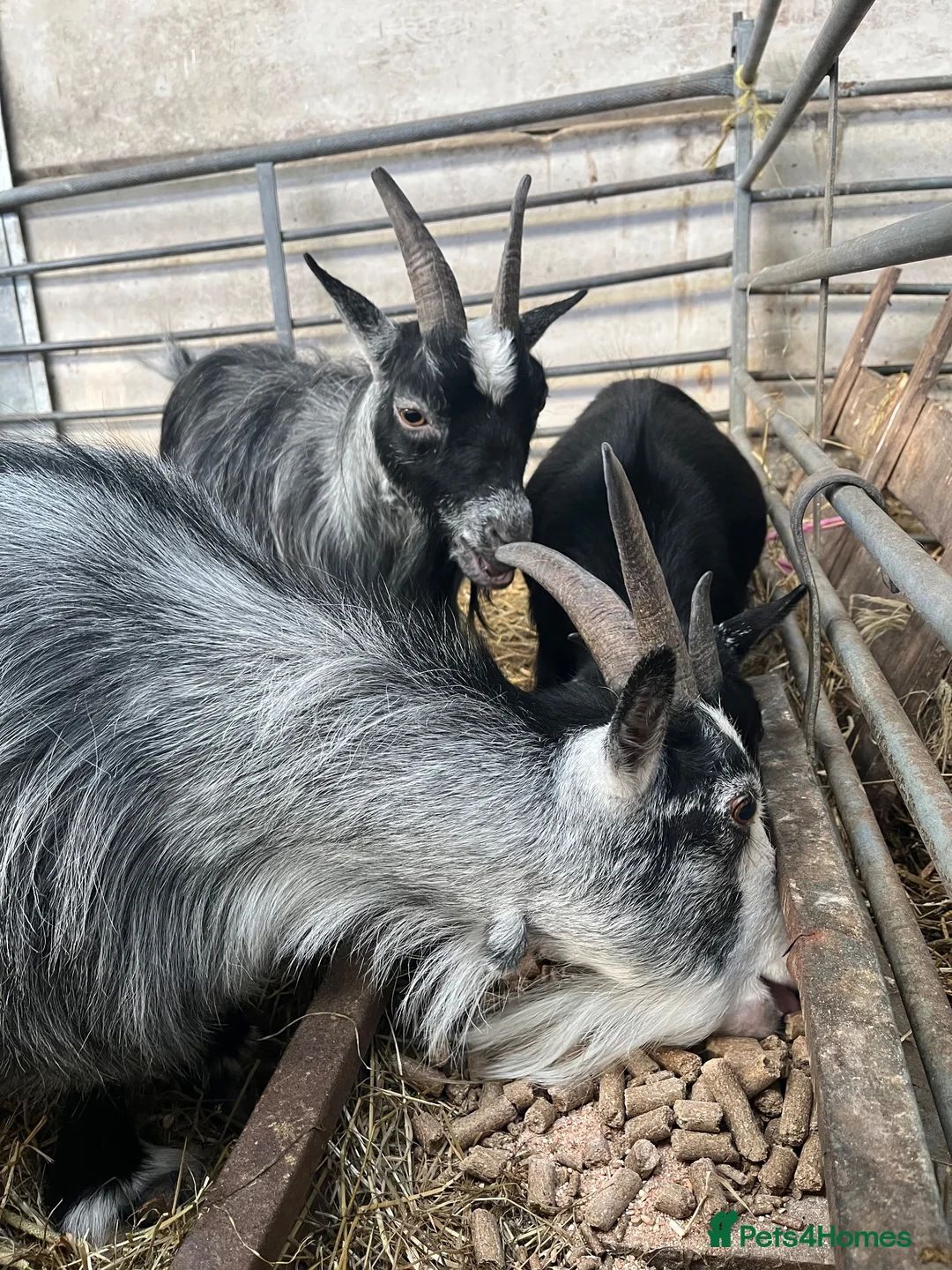 Goats livestock for sale: Female Pygmy goats - Advert 1