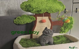 British Shorthair cats for sale: British Blue Shorthair kittens, GCCF pedigree - Image 32