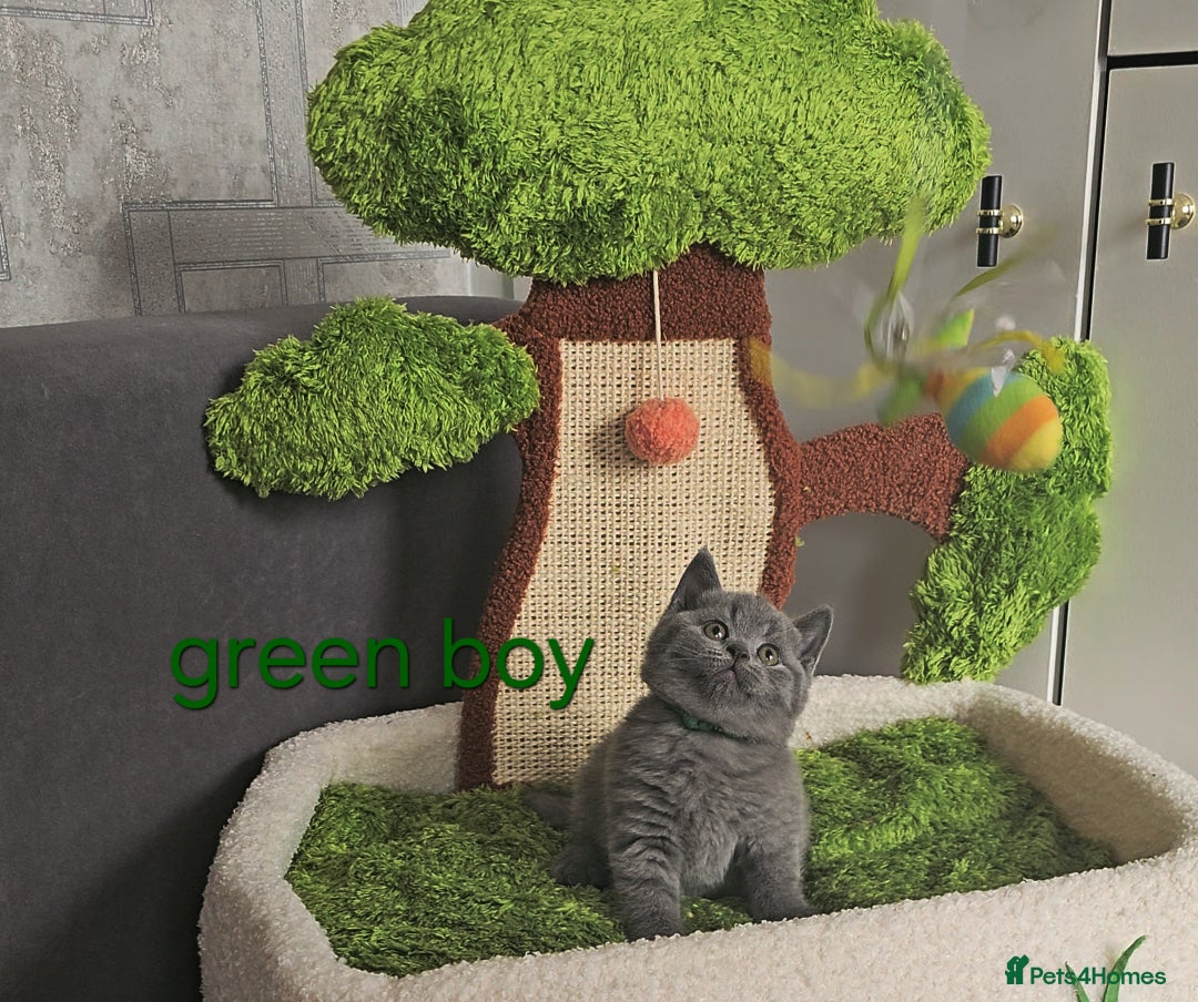 British Shorthair cats for sale: British Blue Shorthair kittens, GCCF pedigree - Image 32
