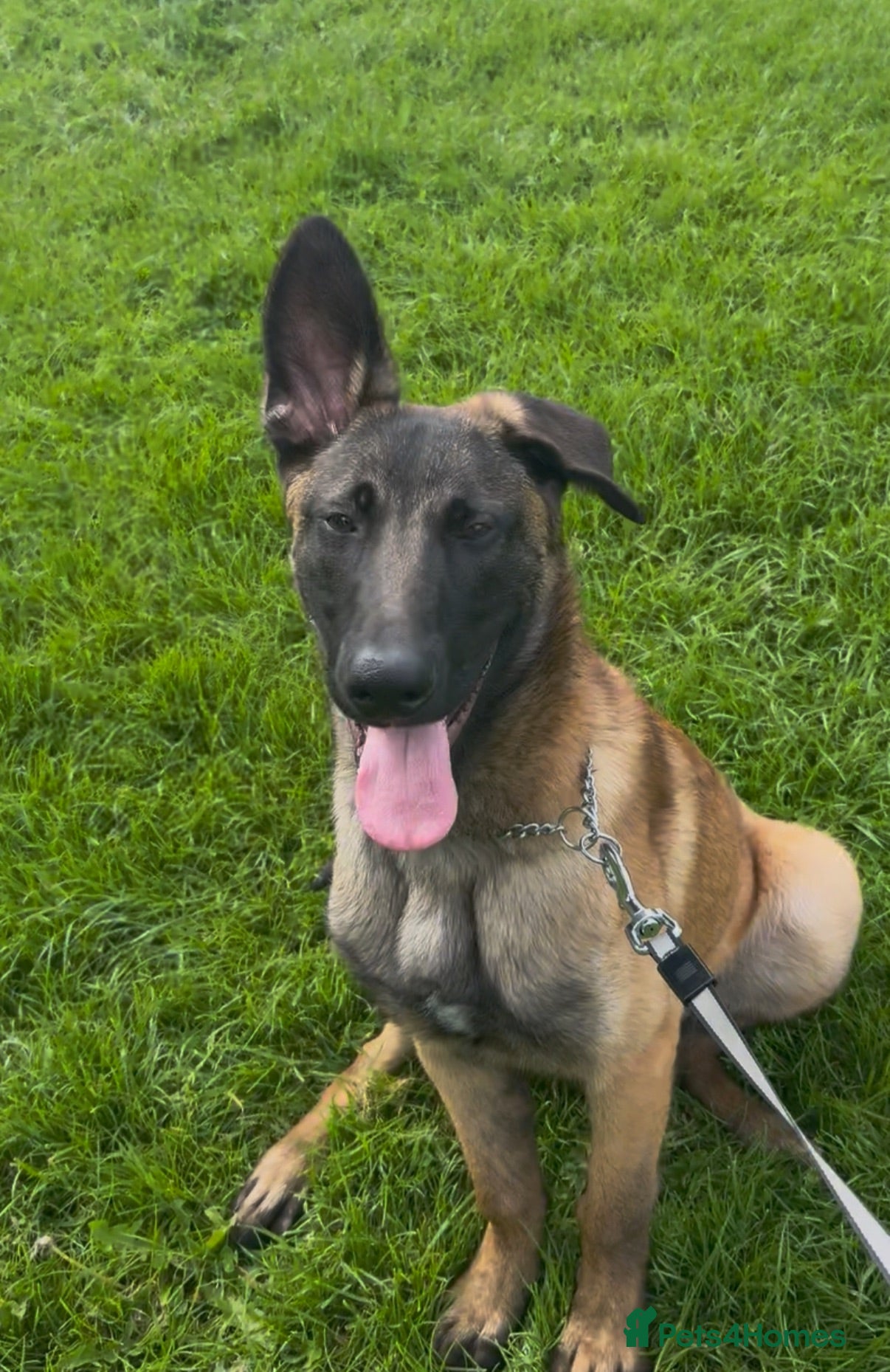Belgian Shepherd Dog dogs 6 month old Belgian malinois  - Advert 1