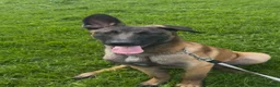 Belgian Shepherd Dog dogs for sale: 6 month old Belgian malinois  in South Shields - Advert 1