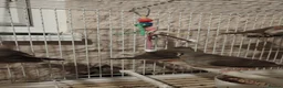 Finches birds for sale: Baby zebra finches  - Advert 5